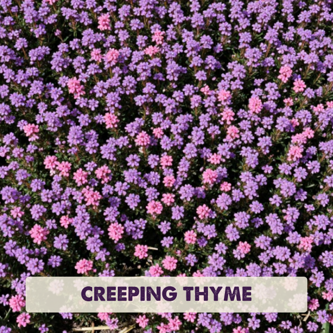 Creeping-Thyme.png
