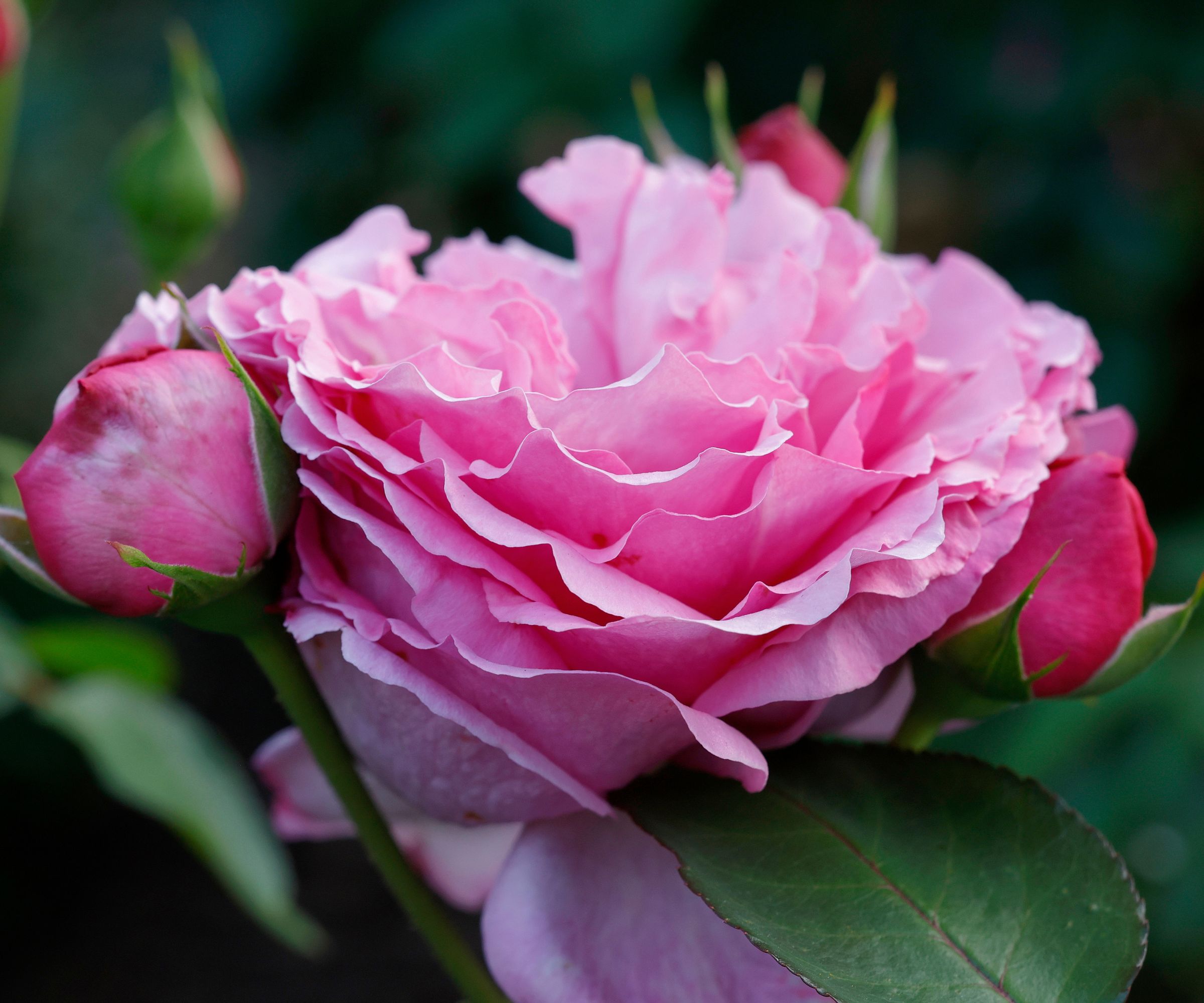 The Yves Piaget Rose