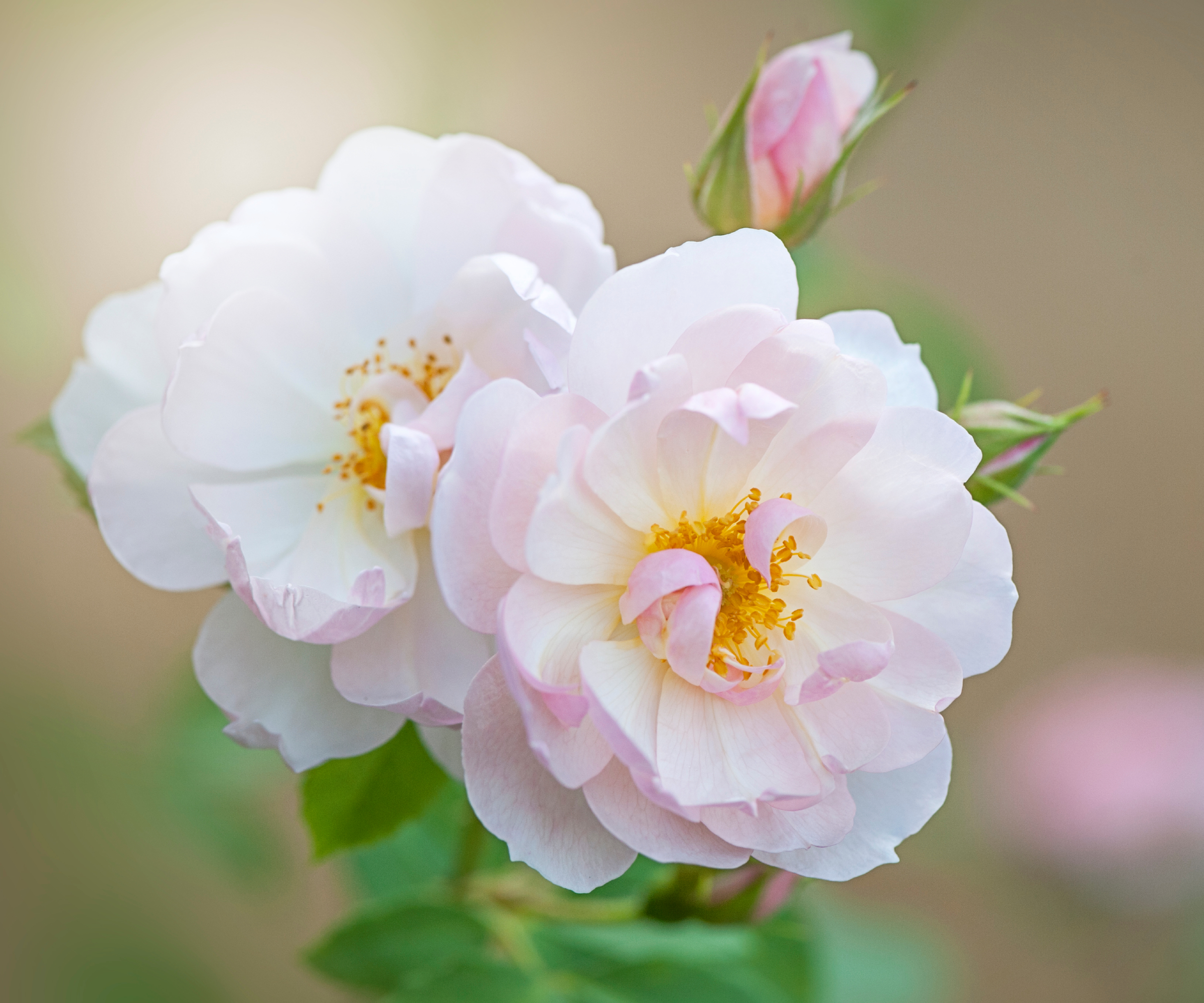 Romantic soft pink roses