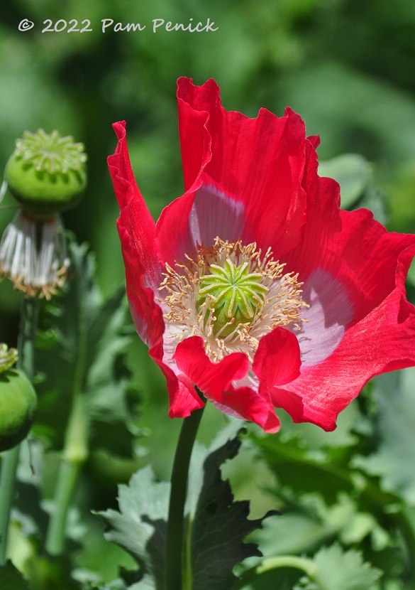 10_Poppy.jpg