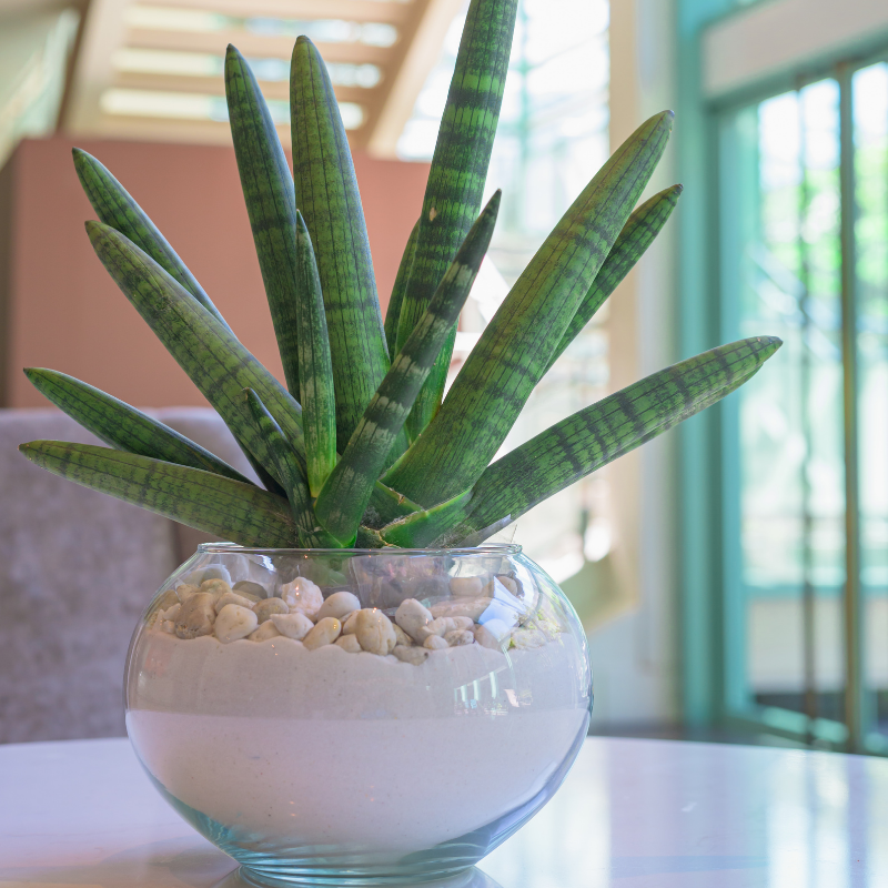 Starfish Snake Plant Starfish Snake Plant