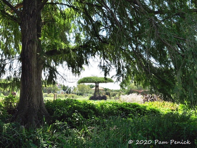 07_Bald_cypress_Rose_trellis.jpg