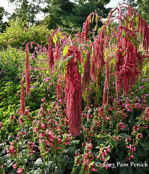 09_Amaranthus.jpg