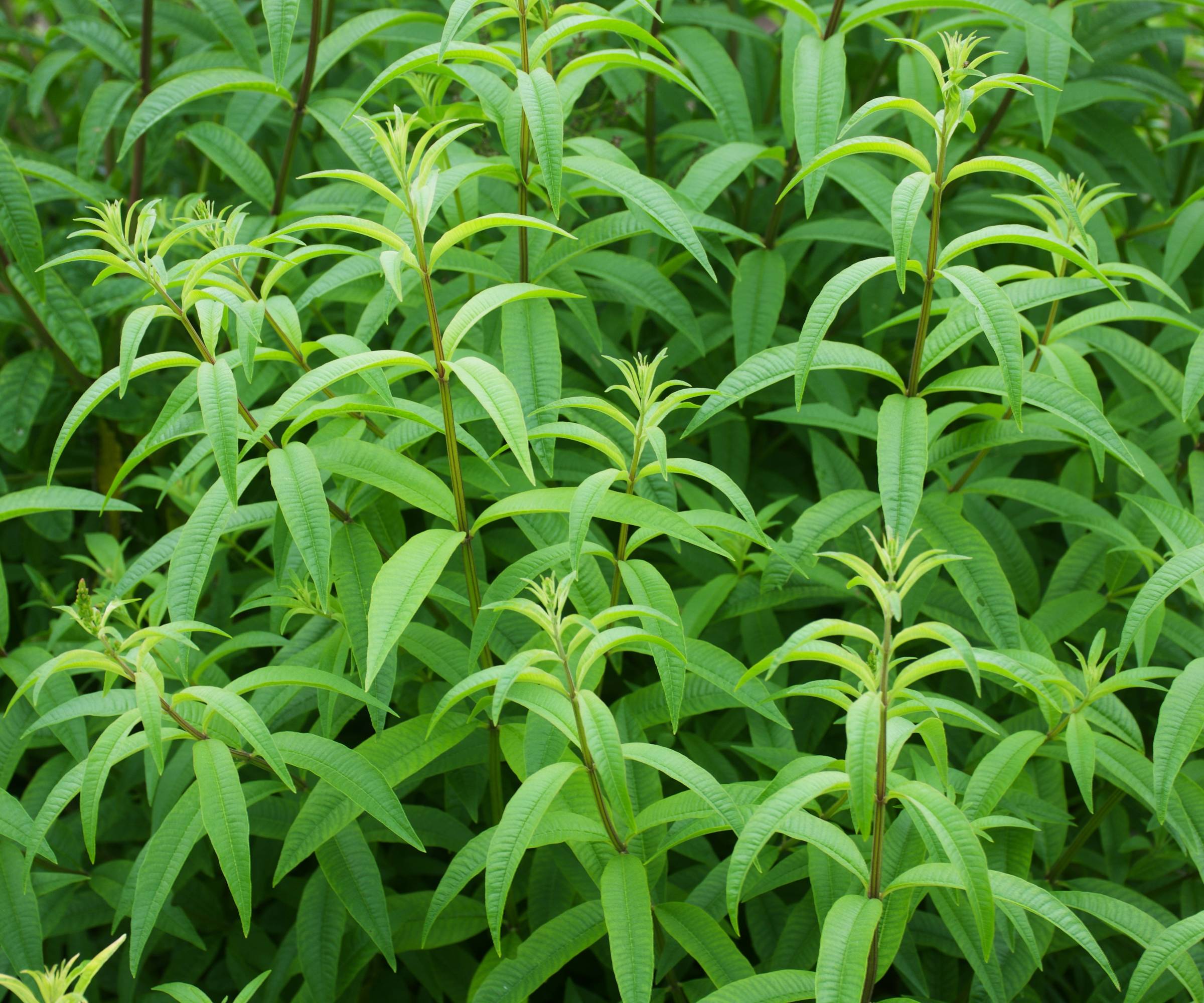 Lemon verbena plants