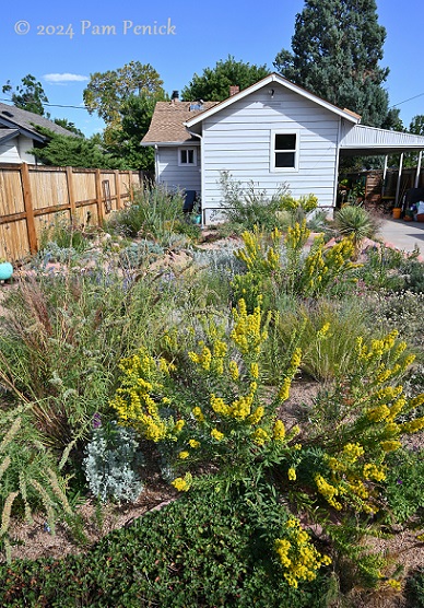 23_Goldenrod_xeriscape_garden.jpg
