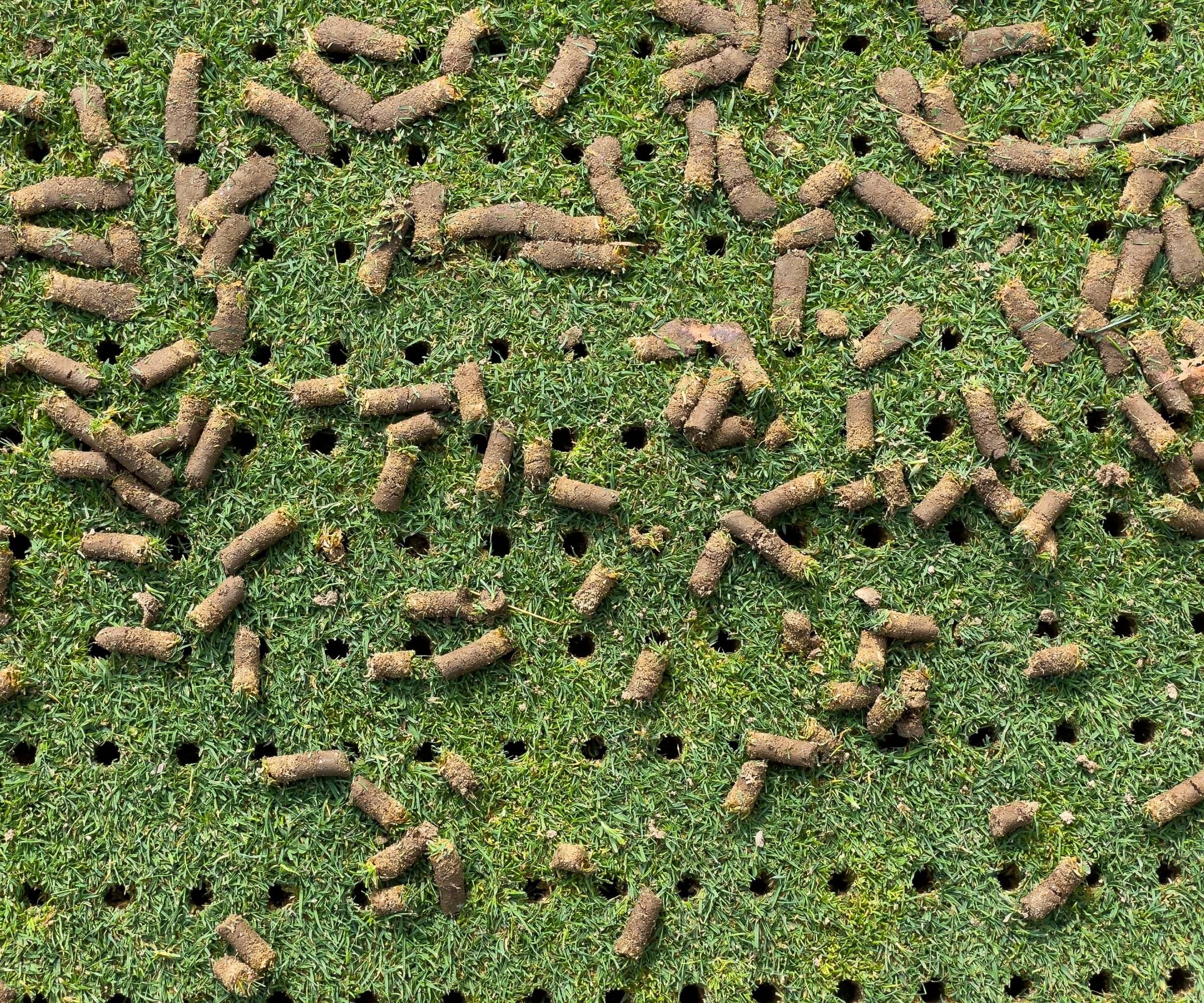 A lawn full of holes covered in aeration plugs