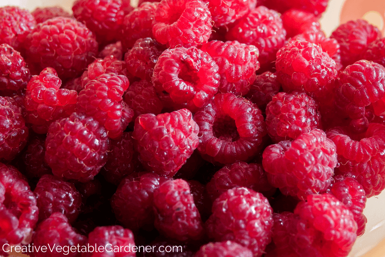 pile of garden raspberries