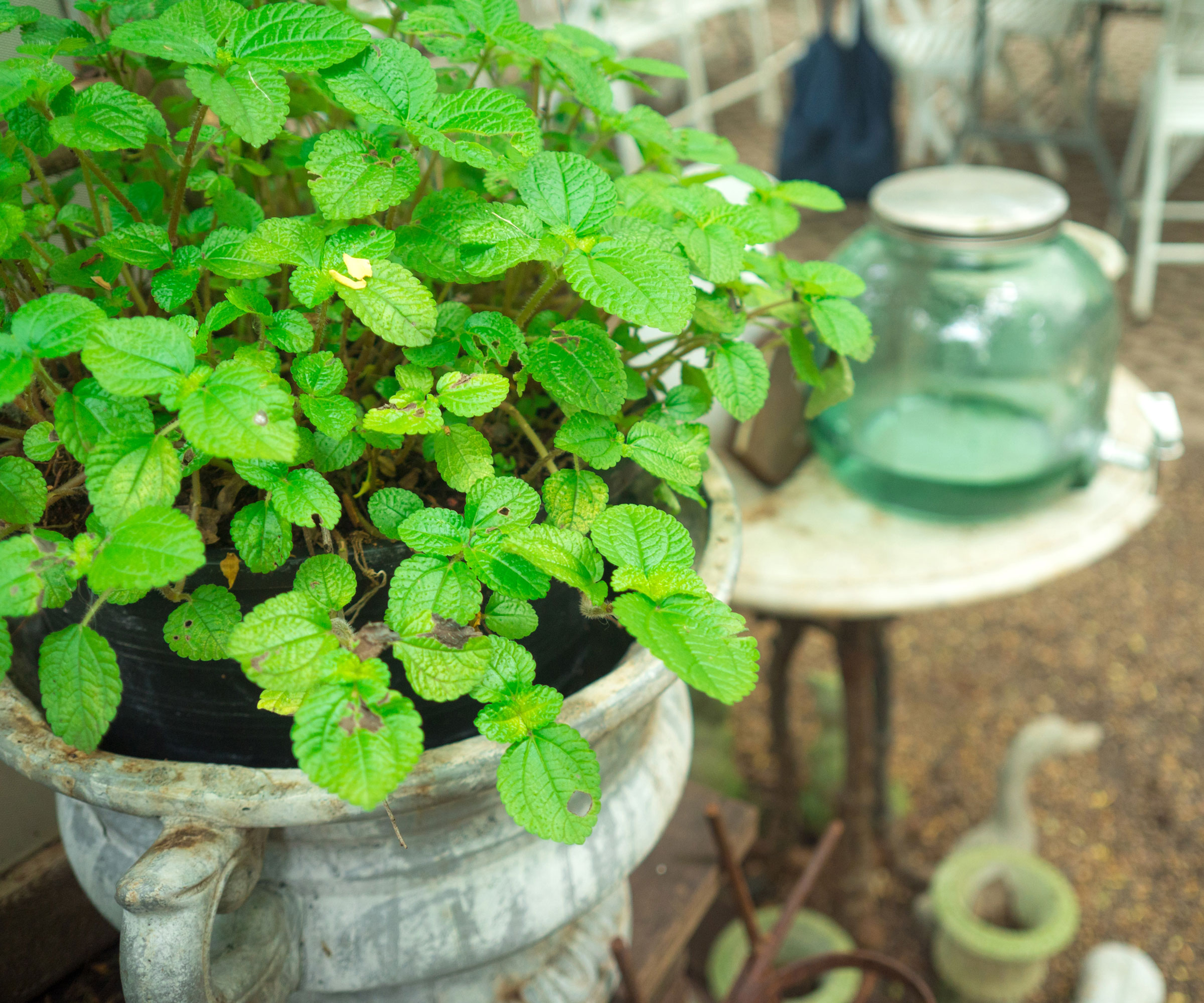peppermint plant in a white urn in backyard
