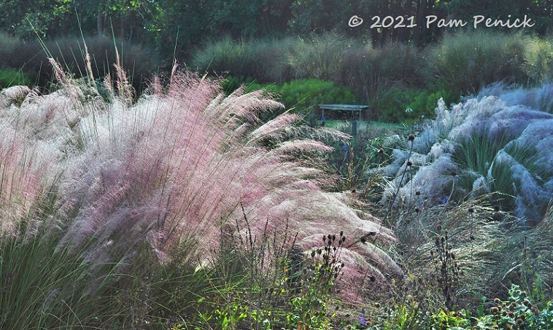 21_White_pink_muhly_grasses.jpg