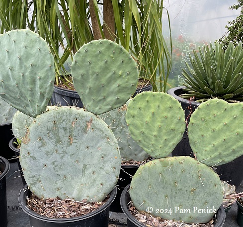 12_Silver_Dollar_prickly_pear.jpg