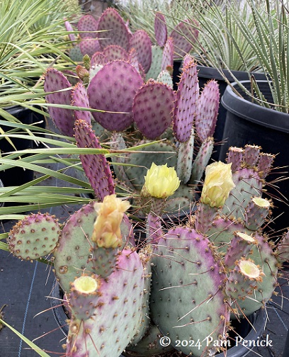 11_Purple_prickly_pear.jpg