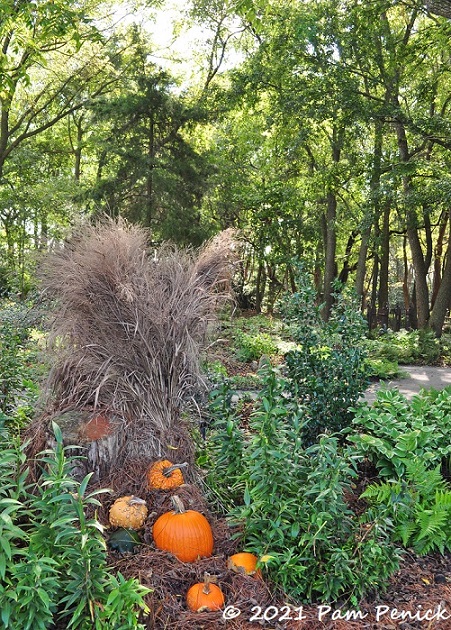 42_Pumpkins_in_garden.jpg