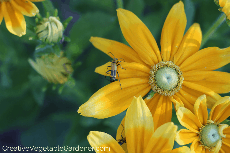 cut flower rudbeckia