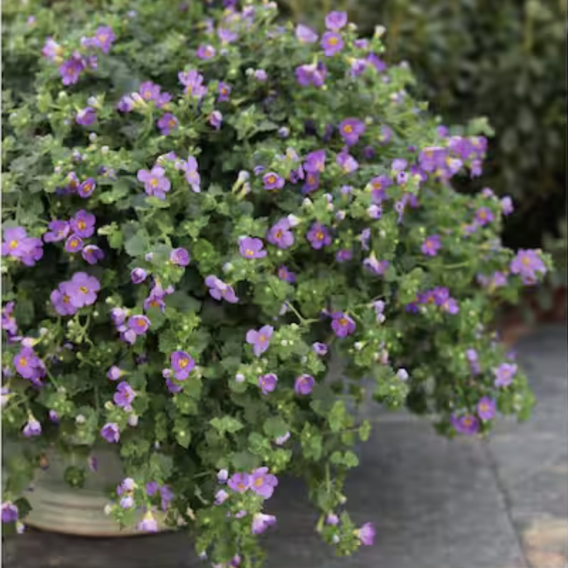 Bacopa Proven Winners plant Bacopa Proven Winners plant