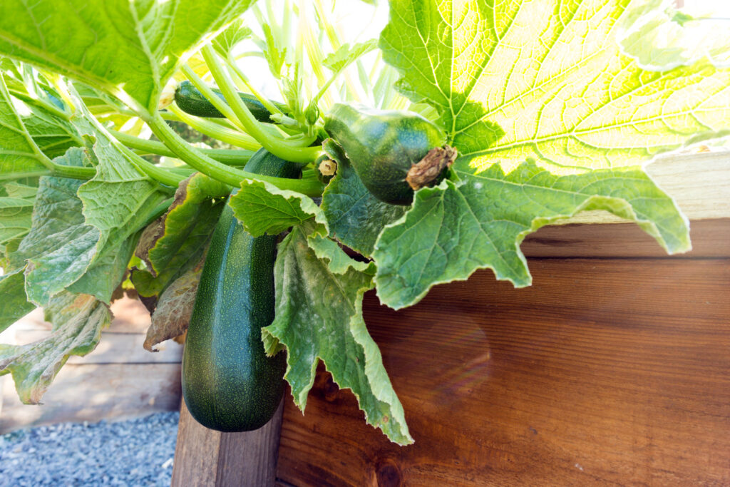 Summer squash growing in a patio box