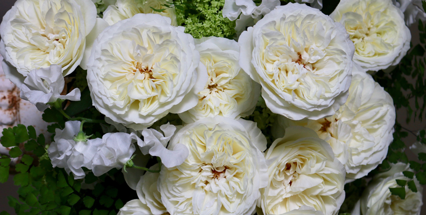 Leonora White Garden Rose by David Austin