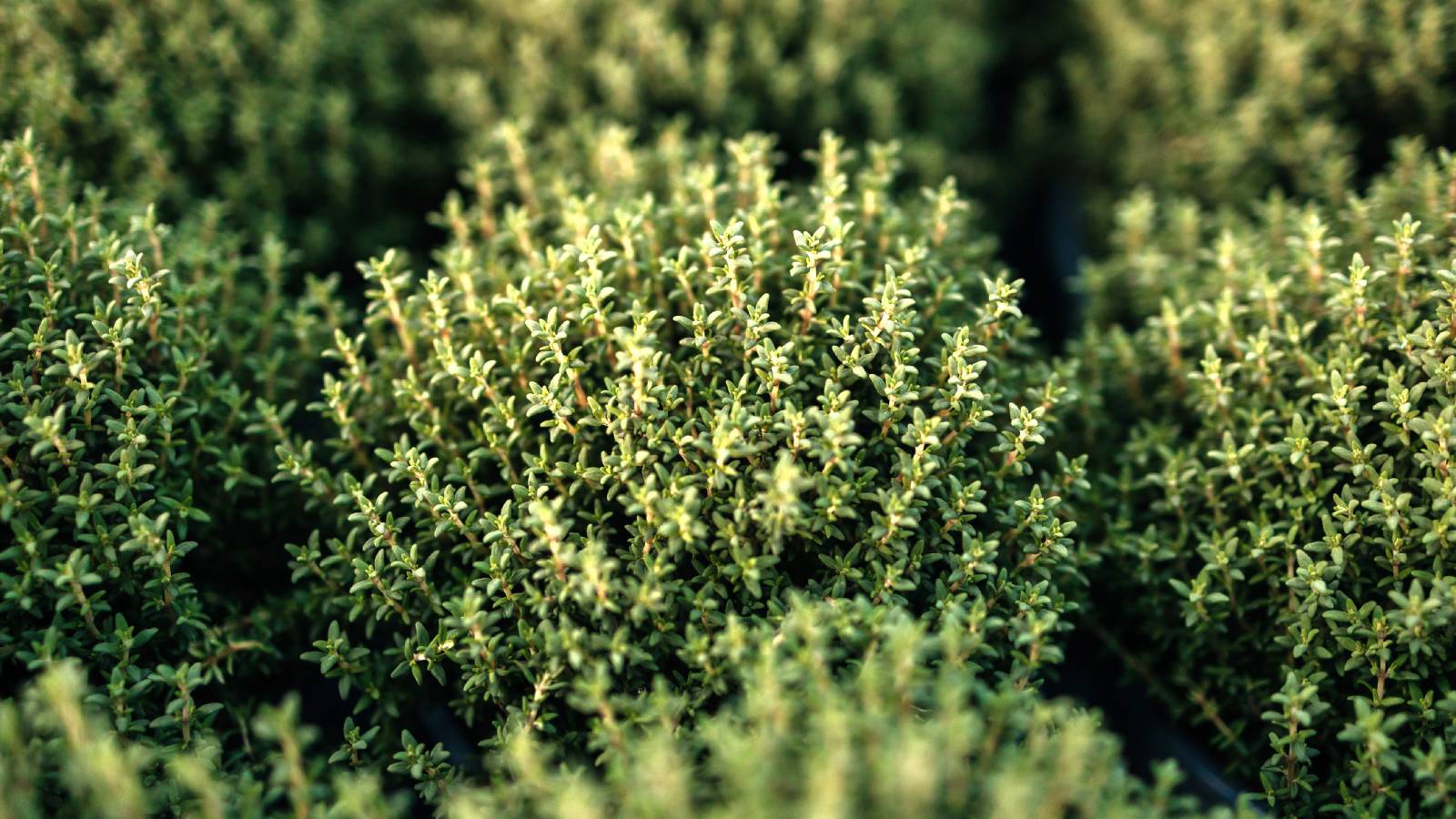 Close up of several thyme plants