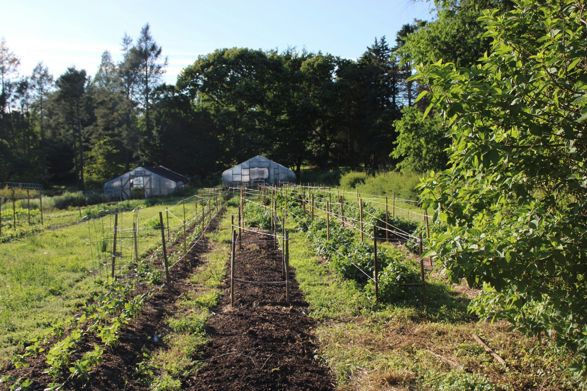 No-Till Farming Lessons Learned at Love 'n Fresh Flowers in Philadelphia