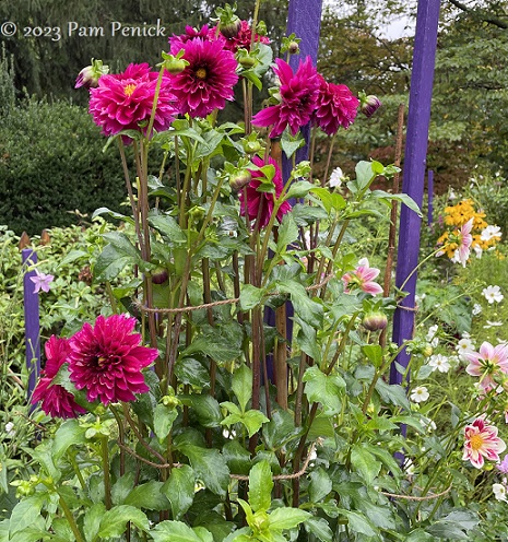 44_Red_dahlias_Purple_stakes.jpg