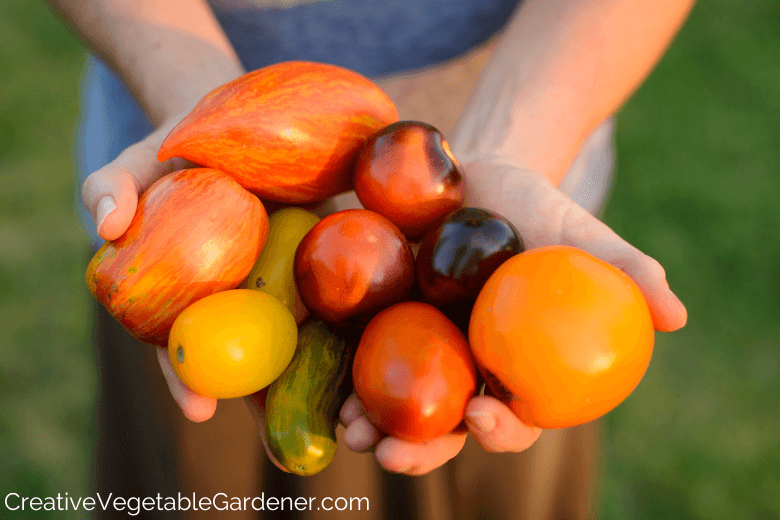 tomato harvest