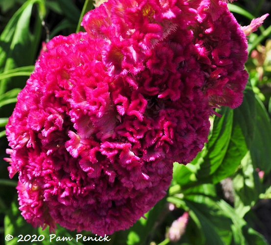 19_Celosia.jpg
