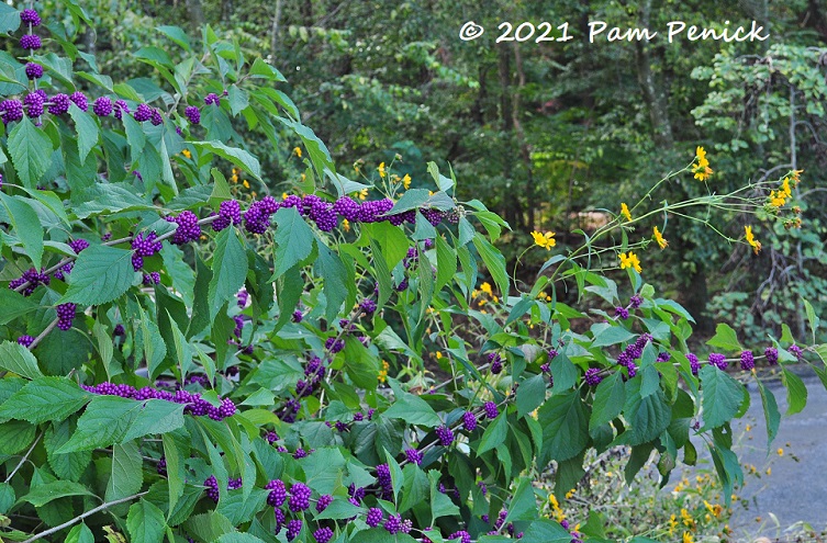 49_Beautyberry_Yellow_flowers.jpg