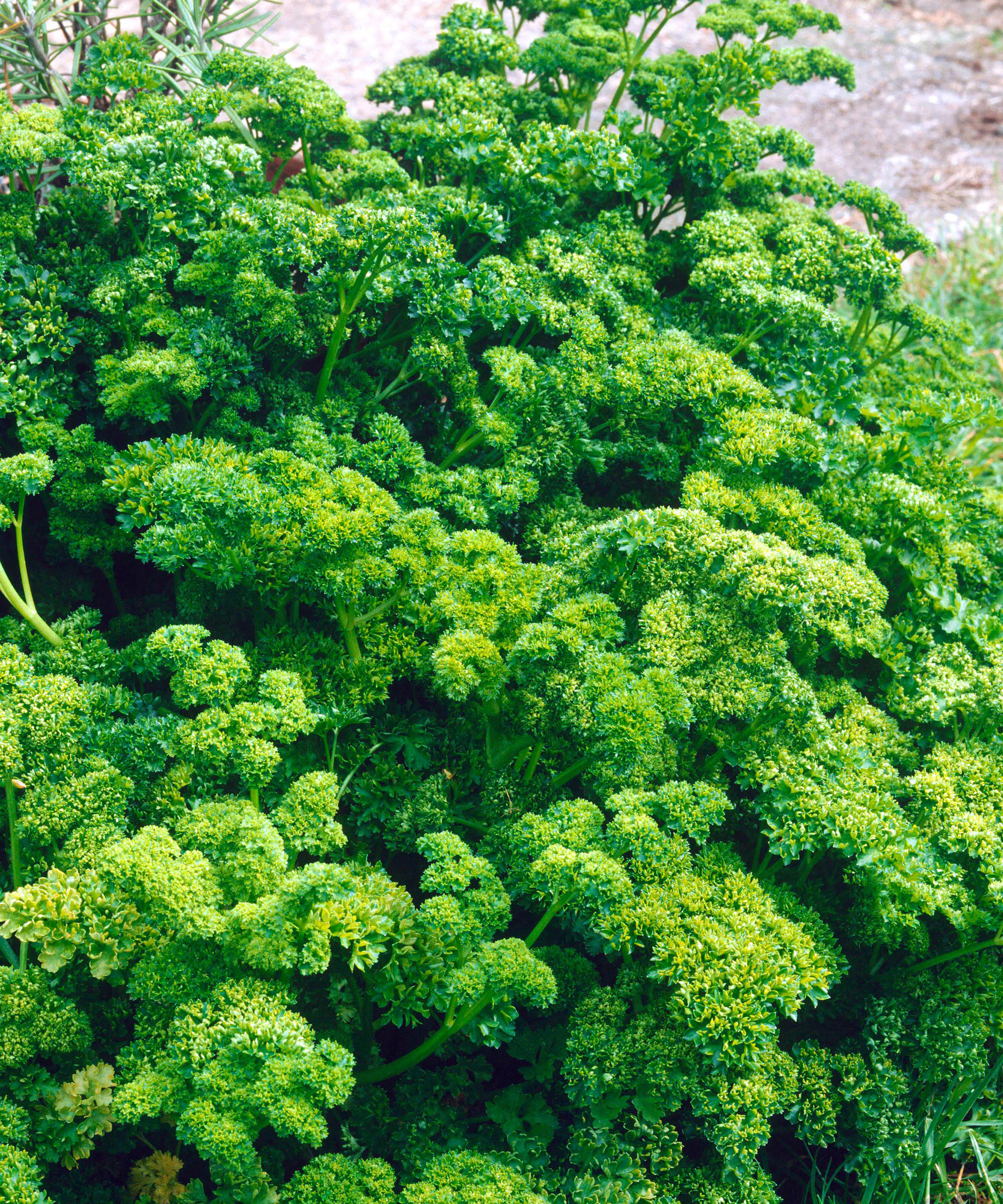 curly parsley with bright green textured foliage