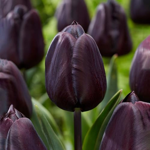 Garden State Bulb Hybrid Black Nightmare® Single Late Tulip Bulbs, 12/+ Cm (bag of 5) Garden State Bulb Hybrid Black Nightmare® Single Late Tulip Bulbs, 12/+ Cm (bag of 5)