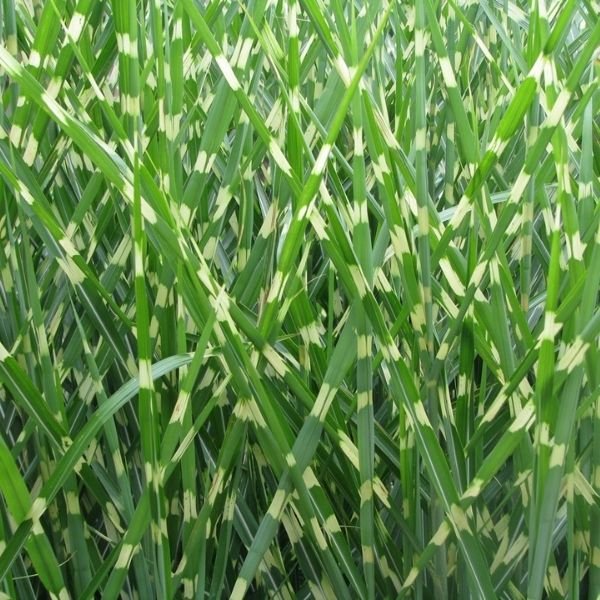 Porcupine Grass Porcupine Grass