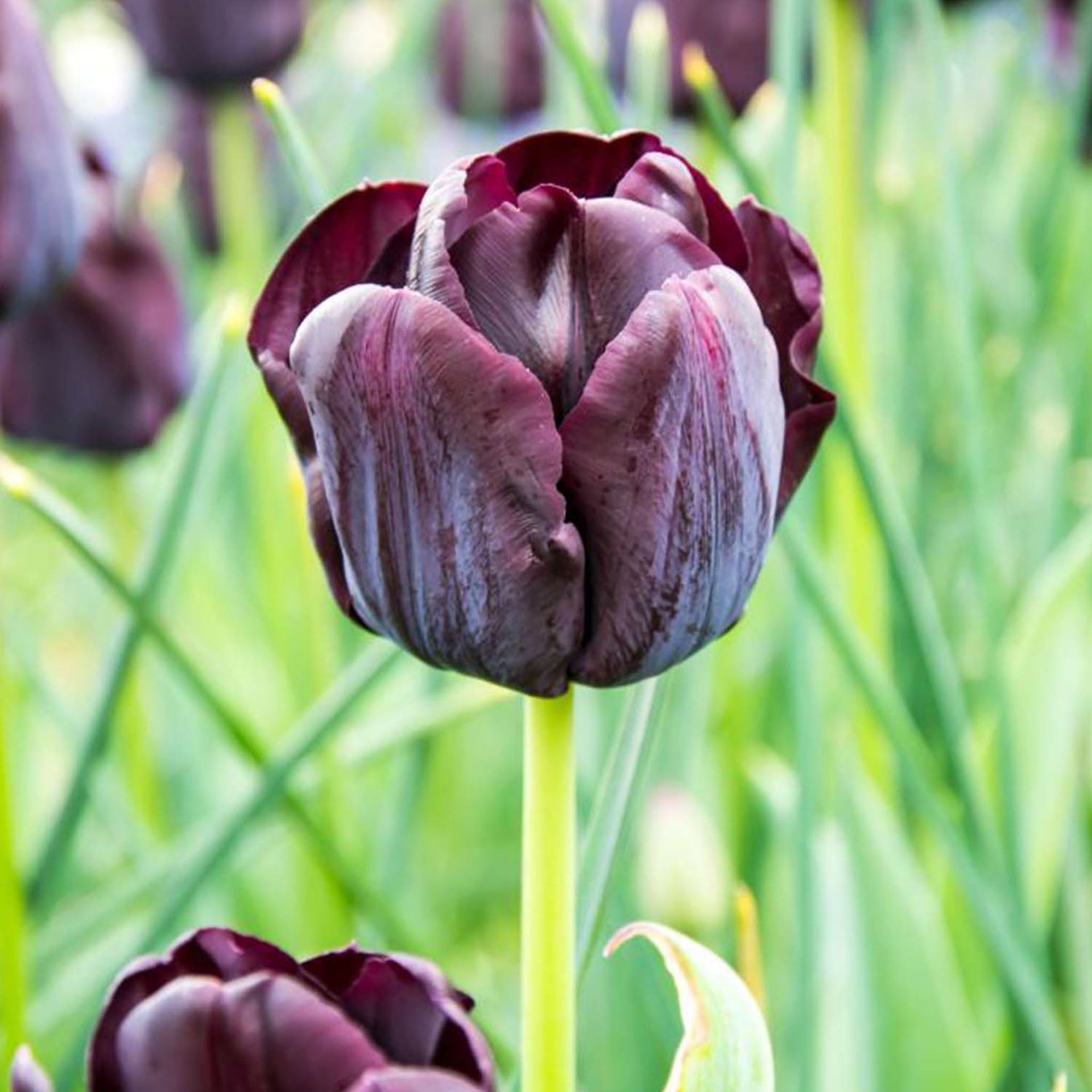 Paul Scherer Tulip Bulbs - 10 Bulbs Paul Scherer Tulip Bulbs - 10 Bulbs