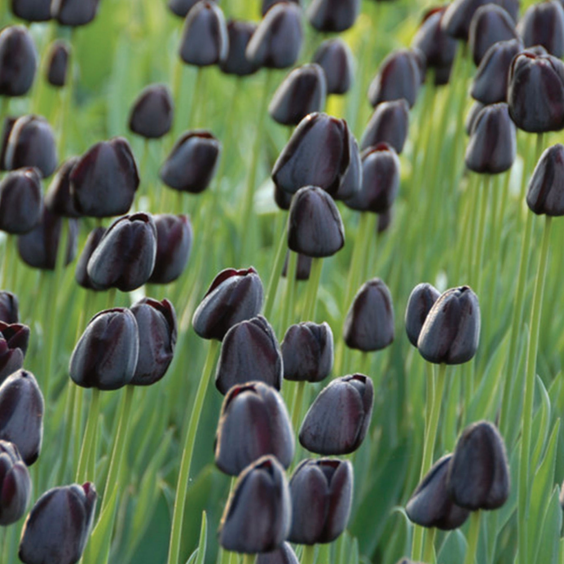 Queen of Night Tulip Bulbs - 10 Bulbs Queen of Night Tulip Bulbs - 10 Bulbs