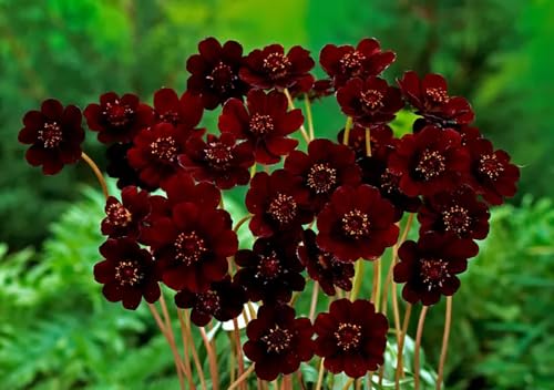 200+ Chocolate Cosmos Seeds Double Flowers Garden Planting 200+ Chocolate Cosmos Seeds Double Flowers Garden Planting