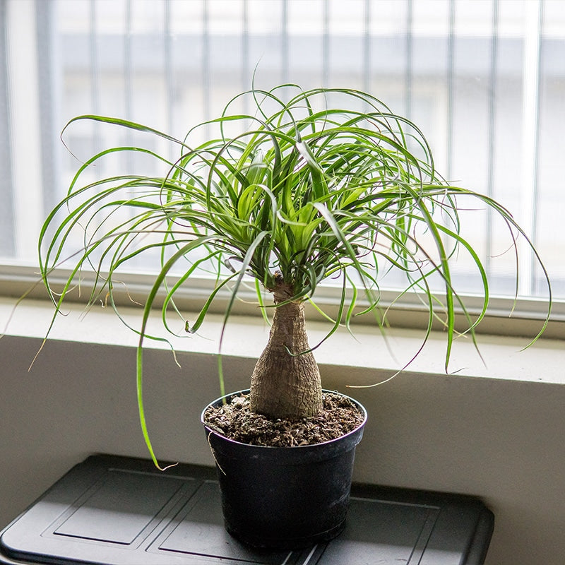 Ponytail Palm Tree Ponytail Palm Tree