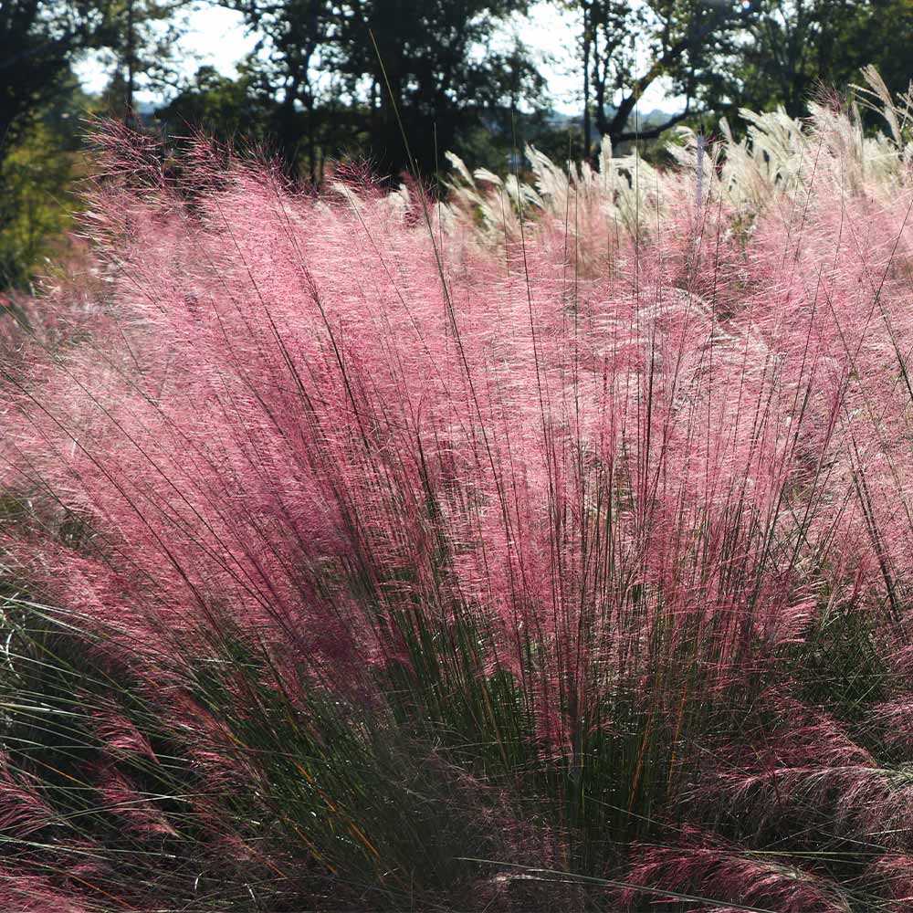 Pink Muhly Grass Pink Muhly Grass