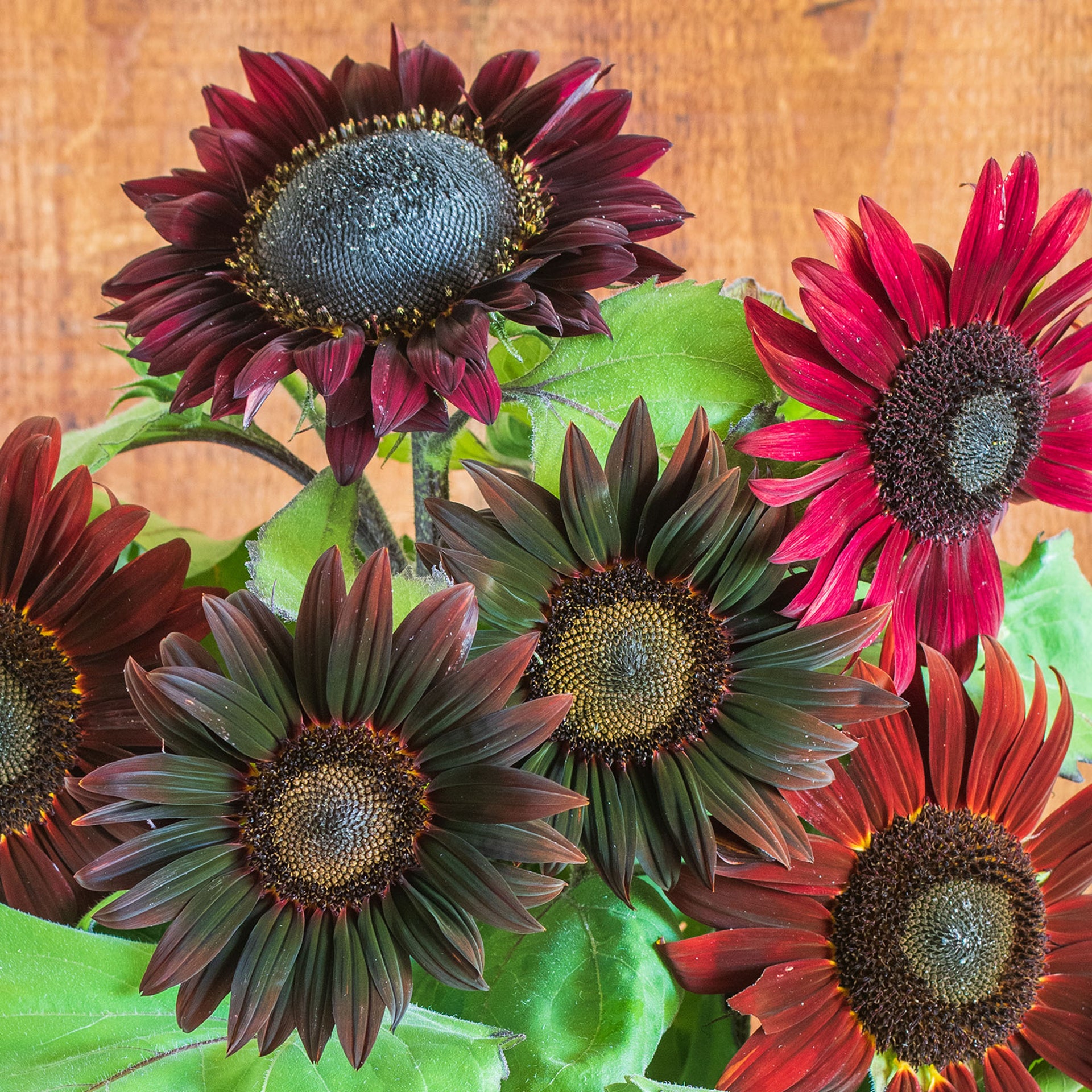 Chocolate Cherry Sunflower - 100 Seeds Chocolate Cherry Sunflower - 100 Seeds