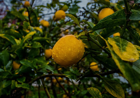 Dwarf Lemon Tree