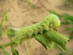 Tomato growing problems include the tomato horn worm. Tomato growing problems include the tomato horn worm.