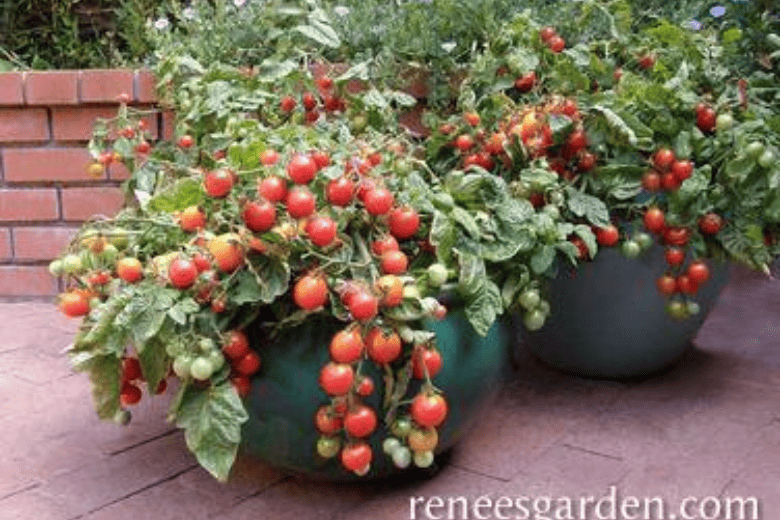 choosing varieties for pot tomatoes choosing varieties for pot tomatoes