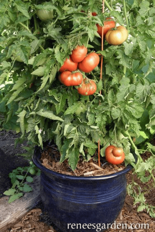 tasmanian chocolate patio tomatoes tasmanian chocolate patio tomatoes