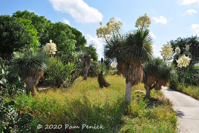 30_Yucca_rostrata_in_bloom-1.jpg