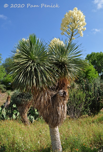 31_Yucca_rostrata_in_bloom-1.jpg