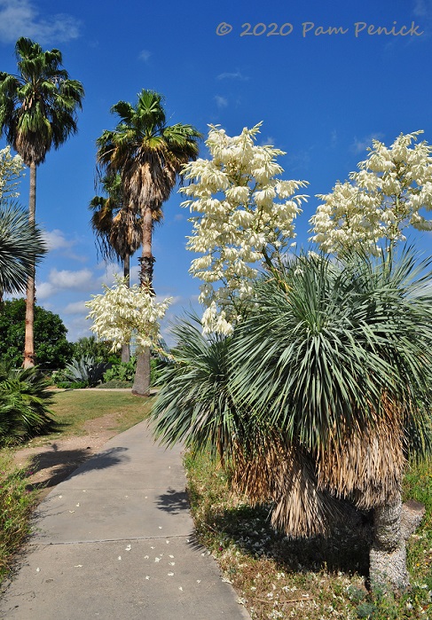 32_Yucca_rostrata_in_bloom_Palms-1.jpg