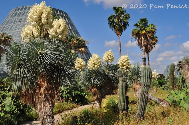 33_Yucca_rostrata_Palms_Argentine_saguaro-1.jpg