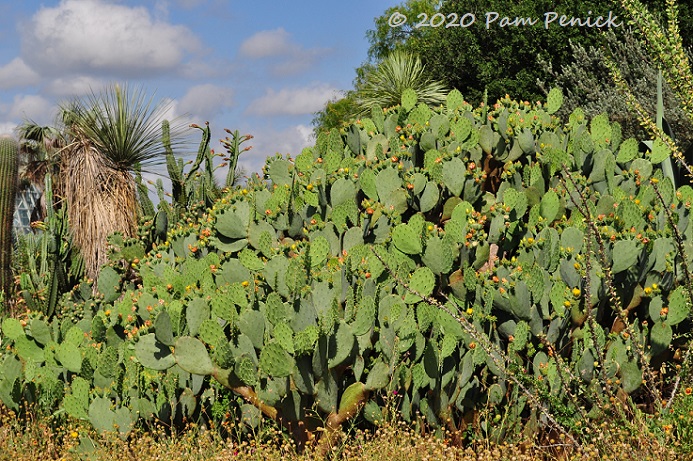 34_Prickly_pear-1.jpg