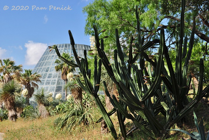 35_Tall_cactus_Glasshouse-1.jpg