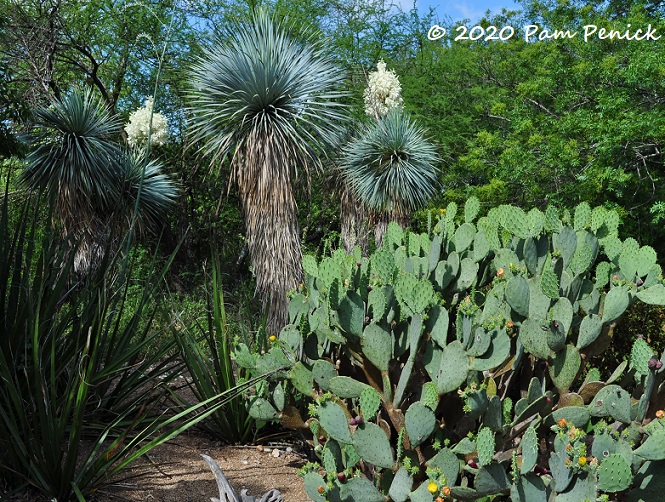 38_Prickly_pear_Yuccas-1.jpg