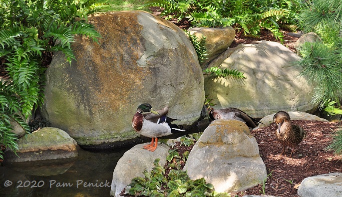 53_Ducks_Rocks-1.jpg