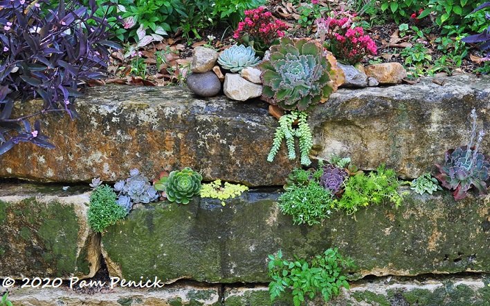 58_Succulent_stone_wall-1.jpg